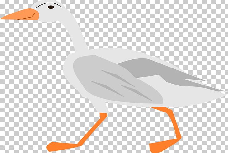 Duck Goose Water Bird Vertebrate PNG, Clipart, Anatidae, Animal, Animals, Beak, Bird Free PNG Download