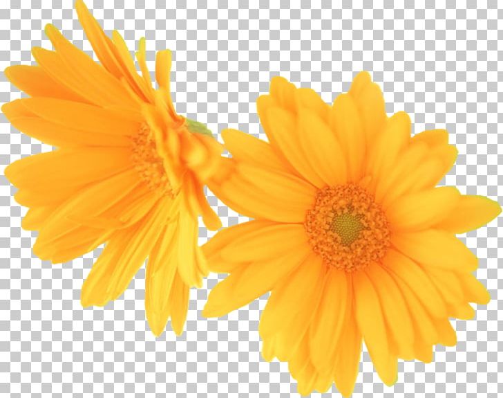 Graphics Software PNG, Clipart, Calendula, Chrysanths, Computer Graphics, Daisy Family, Flower Free PNG Download