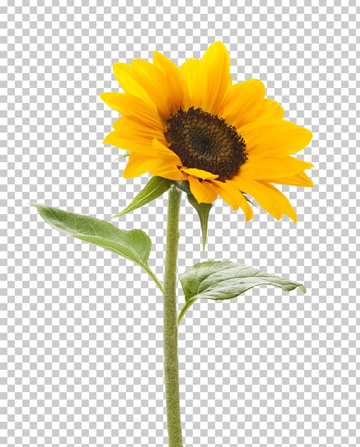 Common Sunflower Stock Photography Stock.xchng Color PNG, Clipart, Background, Color, Common Sunflower, Daisy Family, Flower Free PNG Download