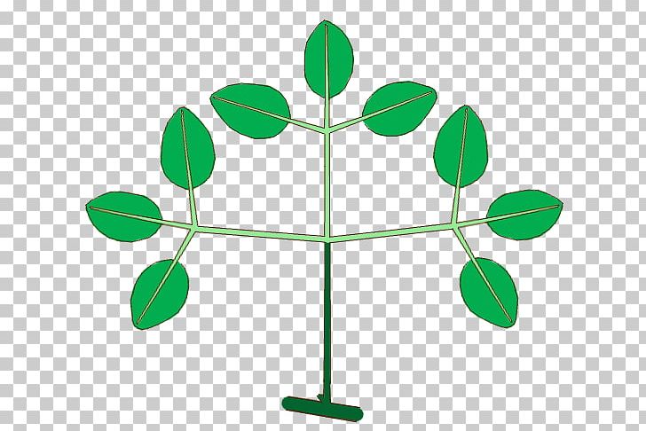 Leaf Plant Stem Line Branching PNG, Clipart, Branch, Branching, Compound, Glossary, Grass Free PNG Download