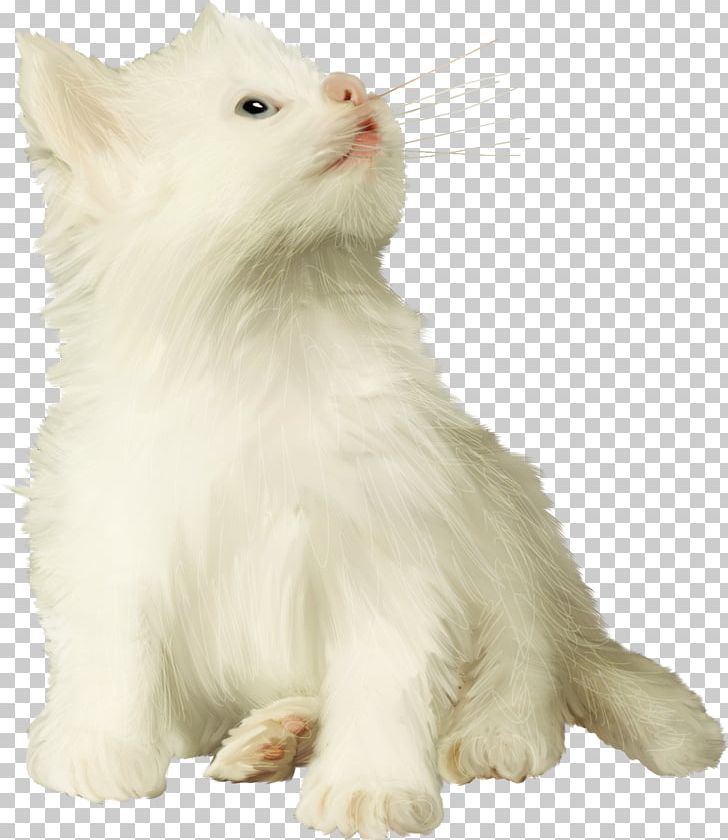 Persian Cat Turkish Van Turkish Angora Ragamuffin Cat Asian Semi-longhair PNG, Clipart, Asian Semilonghair, Asian Semi Longhair, Carnivoran, Cat, Cat Like Mammal Free PNG Download