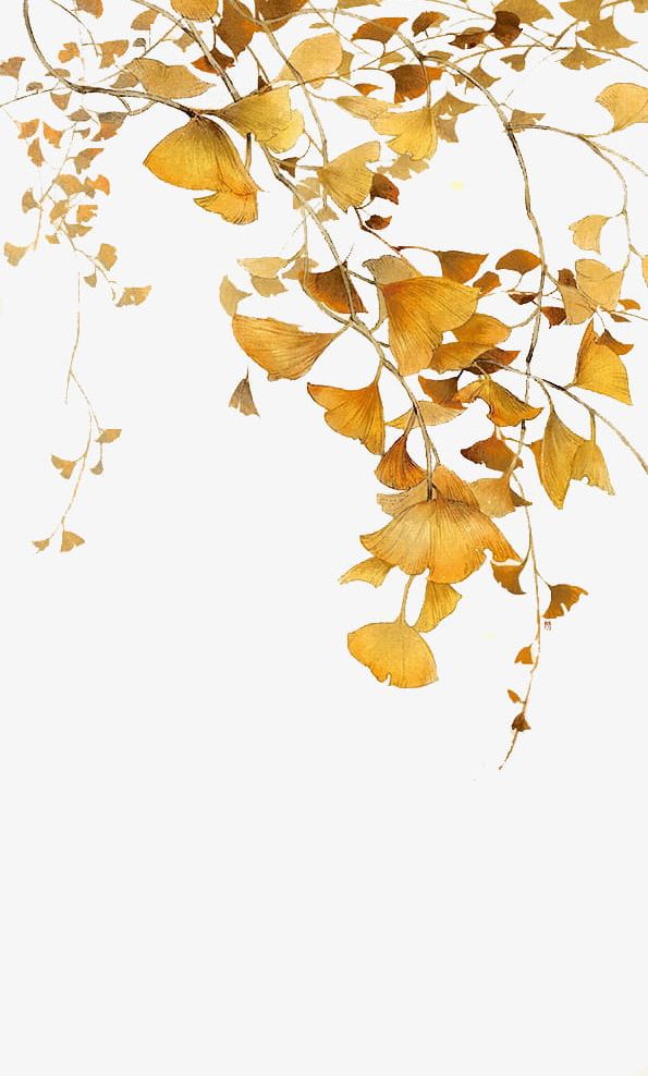 Autumn Yellow Ginkgo Leaves PNG, Clipart, Autumn Clipart, Cartoon, Fall, Ginkgo, Ginkgo Clipart Free PNG Download