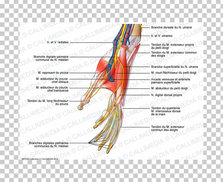Finger Nerve Muscles Of The Hand PNG, Clipart, Anatomy, Arm, Beak, Blood Vessels, Circulatory System Free PNG Download