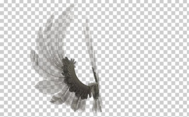 Eagle Beak Feather PNG, Clipart, Angel Feathers, Beak, Bird, Bird Of Prey, Eagle Free PNG Download