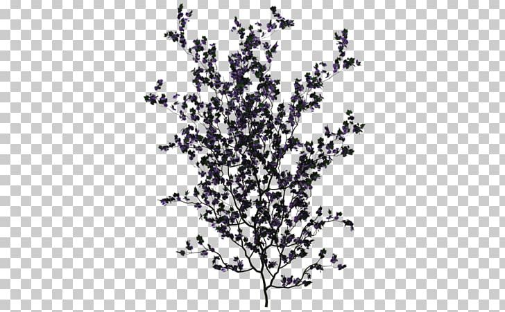 Vine Plant Twig PNG, Clipart, Animaatio, Black And White, Bougainvillea, Branch, Climbing Free PNG Download