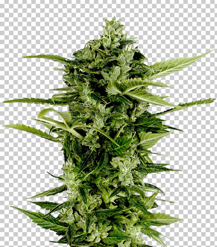 Autoflowering Cannabis Seed Company Skunk PNG, Clipart, Arjan Roskam, Auto, Autoflowering Cannabis, Bomb, Cannabidiol Free PNG Download