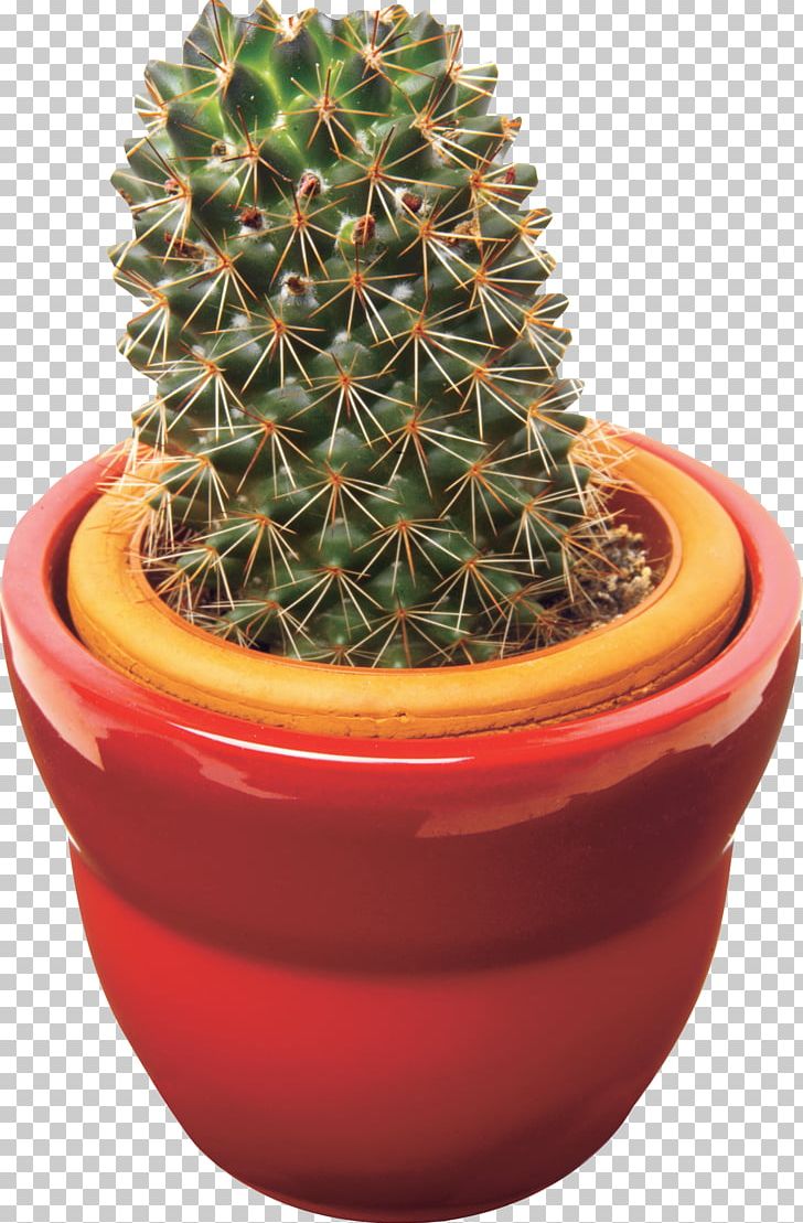 Cactaceae Acanthocereus Tetragonus PNG, Clipart, Cactaceae, Cactus, Computer Software, Flowering Plant, Flowerpot Free PNG Download