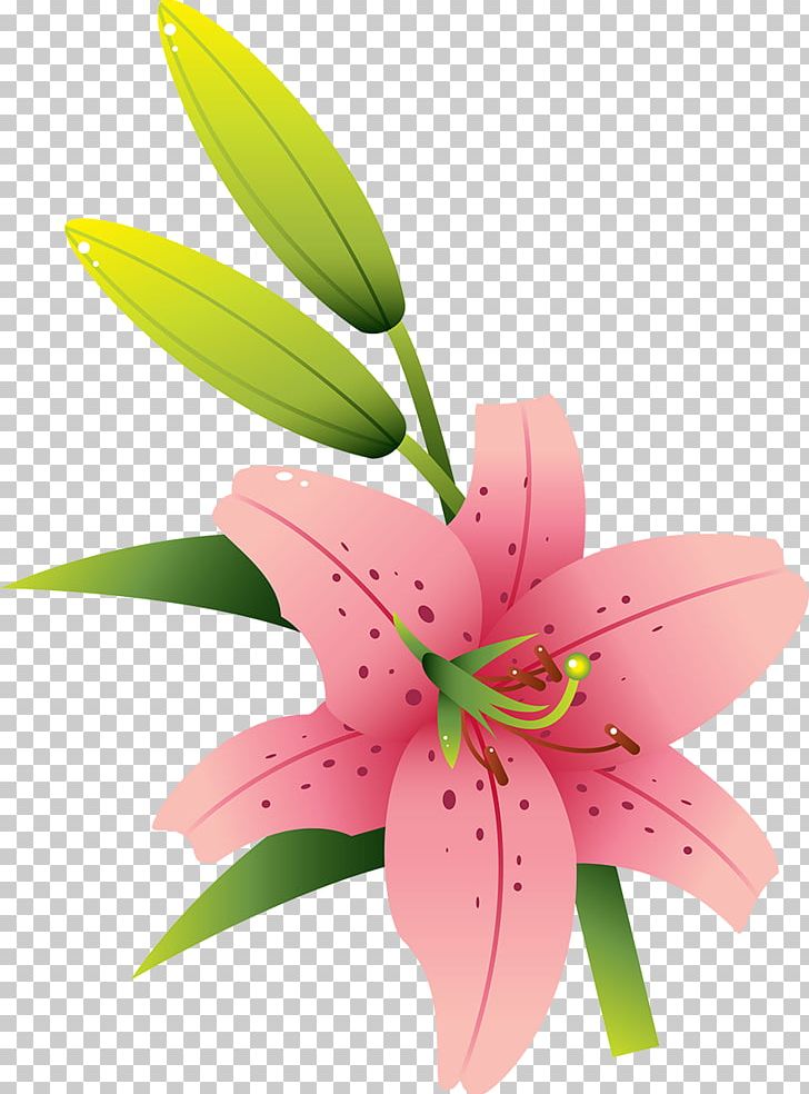 Cut Flowers Lilium Liliaceae Plant PNG, Clipart, Cut Flowers, Flora, Flower, Flowering Plant, Liliaceae Free PNG Download