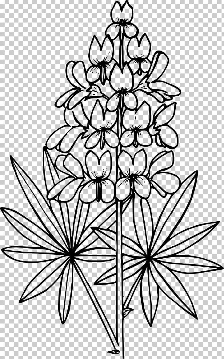 Drawing Lupine Line Art PNG, Clipart, Black And White, Branch, Color, Coloring Book, Desktop Wallpaper Free PNG Download