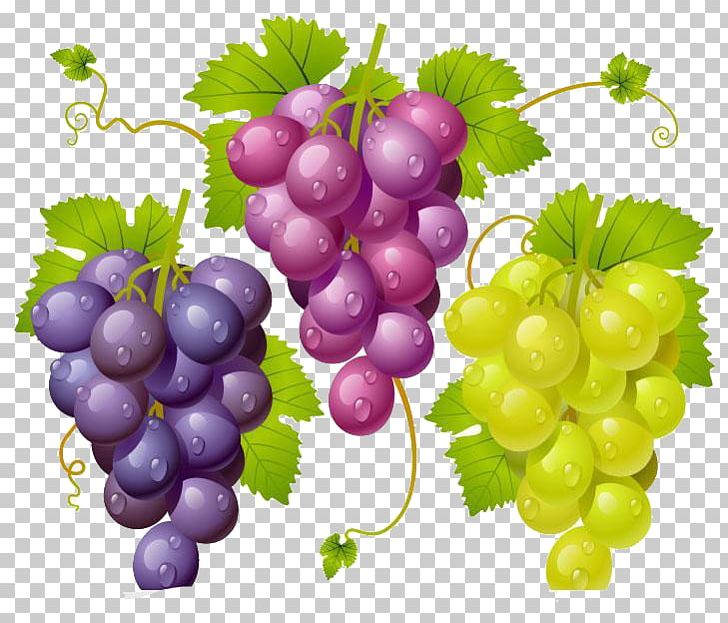 Kyoho Wine Grape Drawing PNG, Clipart, Cartoon, Common Grape Vine, Food, Fruit, Fruit Nut Free PNG Download