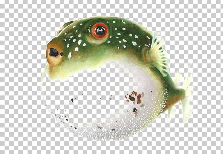 Pufferfish Fugu Drawing Watercolor Painting PNG, Clipart, Animal, Animals, Aquarium Fish, Art, Creative Free PNG Download