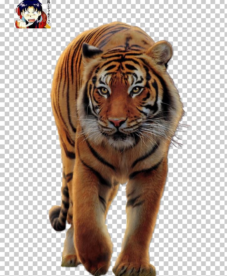 Big Cat Blanket White Tiger Bengal Tiger PNG, Clipart, Animal, Animals, Bengal Tiger, Big Cat, Big Cats Free PNG Download
