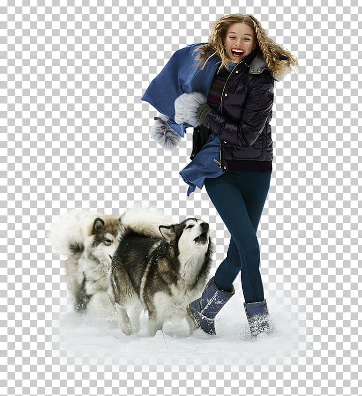 Dog Breed Companion Dog Fur Winter PNG, Clipart, Animals, Breed, Companion Dog, Dog, Dog Breed Free PNG Download