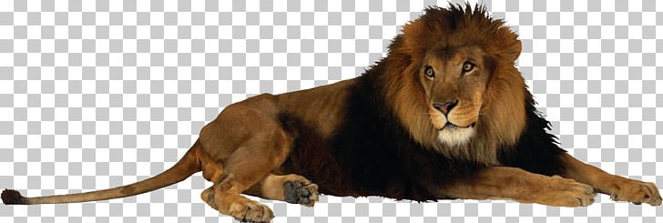 Lion Desktop PNG, Clipart, 1080p, Animal Figure, Animals, Big Cats, Carnivoran Free PNG Download