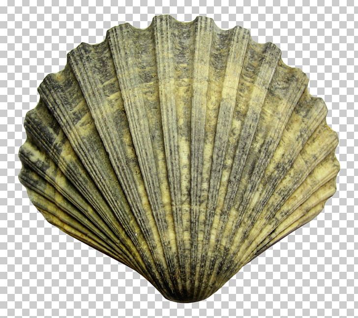 Seashell Cockle PNG, Clipart, Beach, Clam, Clams Oysters Mussels And Scallops, Cockle, Conchology Free PNG Download