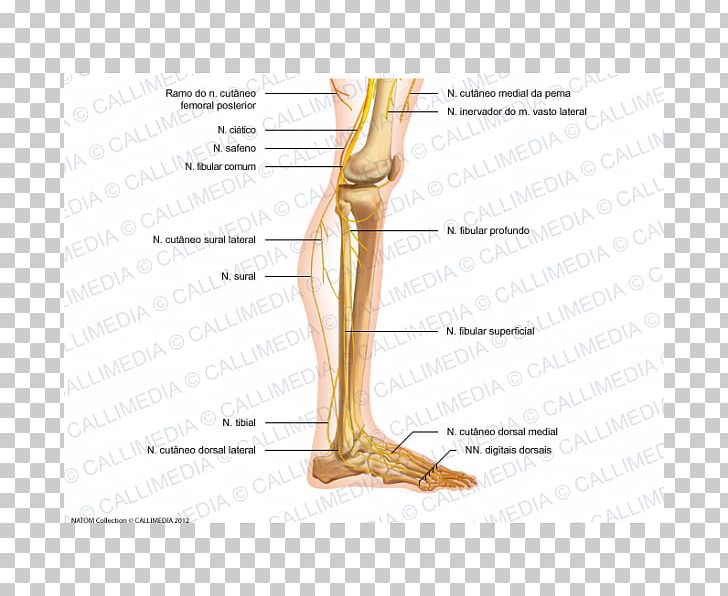 Thumb Foot Anatomy Nerve Knee PNG, Clipart, Abdomen, Anatomy, Angle, Arm, Blood Vessel Free PNG Download