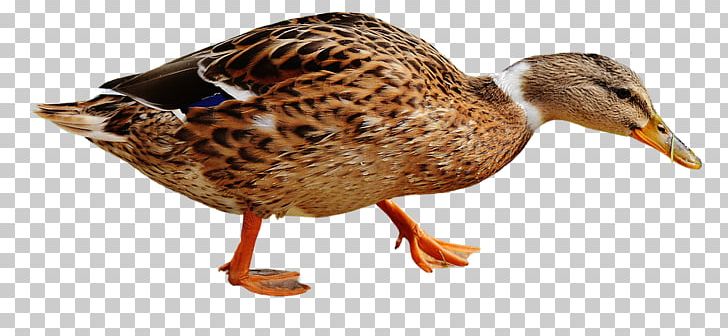 Domestic Duck Mallard Bird Portable Network Graphics PNG, Clipart, Animal Figure, Animals, Beak, Bird, Domestic Duck Free PNG Download