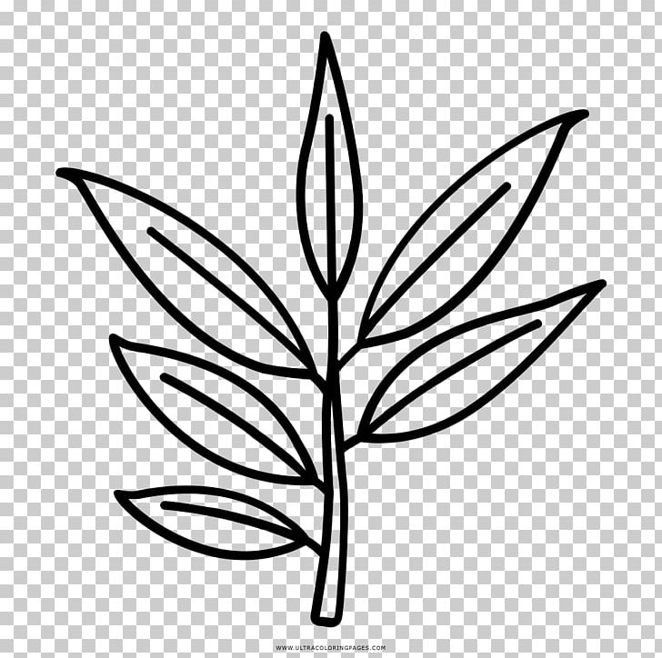 Leaf Drawing Eucalyptus Polybractea Eucalyptus Pauciflora Tree PNG, Clipart, Artwork, Black And White, Branch, Cellulose Fiber, Coloring Book Free PNG Download
