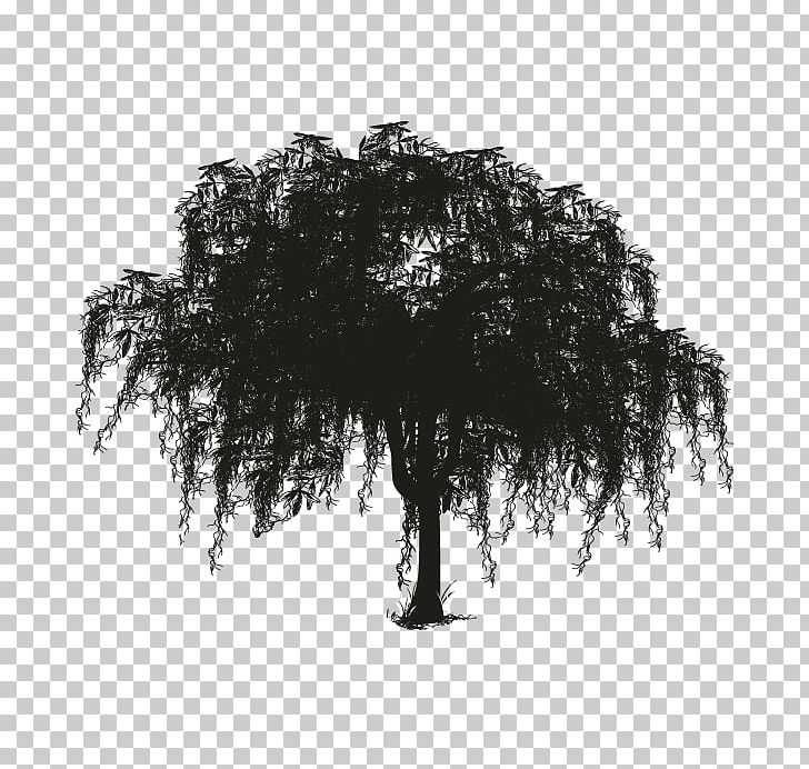 Tree Spanish Moss Woody Plant Silhouette PNG, Clipart, Black And White, Branch, Drawing, Monochrome, Monochrome Photography Free PNG Download