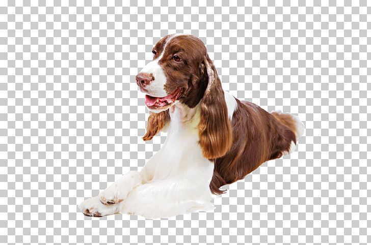 Welsh Springer Spaniel English Springer Spaniel Field Spaniel Sussex Spaniel English Cocker Spaniel PNG, Clipart, American Cocker Spaniel, American Water Spaniel, Animal Show, Breed, Carnivoran Free PNG Download