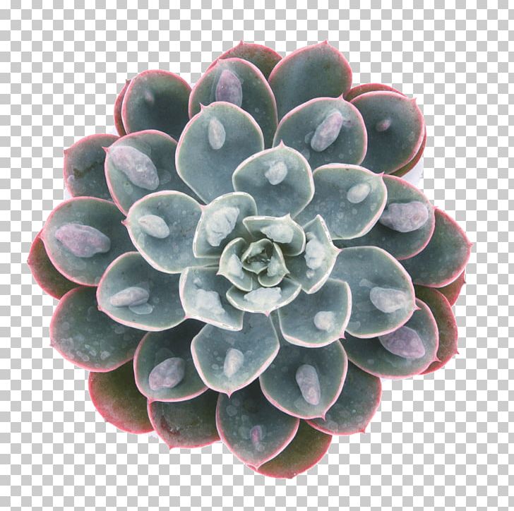 Succulent Plant Echeveria Peacockii Rosette Leaf Echeveria Derenbergii PNG, Clipart, Abalone, Blue, Cultivar, Echeveria, Echeveria Derenbergii Free PNG Download