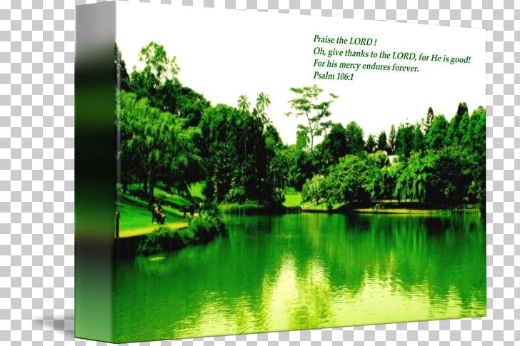 Water Resources Nature Reserve Biome Wetland Vegetation PNG, Clipart, Bible Verses, Biome, Ecosystem, Energy, Forest Free PNG Download