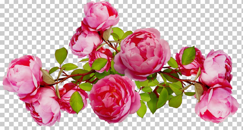 Garden Roses PNG, Clipart, Branch, Bud, Cabbage Rose, Cut Flowers, Floral Design Free PNG Download