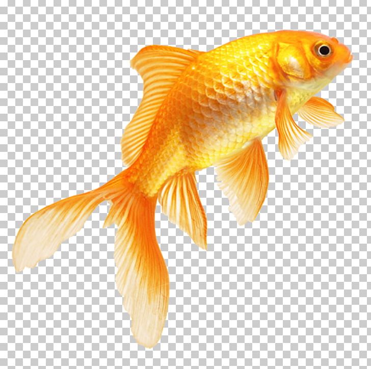 butterfly tail goldfish standard