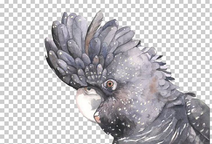 Red-tailed Black Cockatoo Paper Watercolor Painting Do It Yourself PNG, Clipart, Animal, Animal Material, Art, Background Black, Beak Free PNG Download