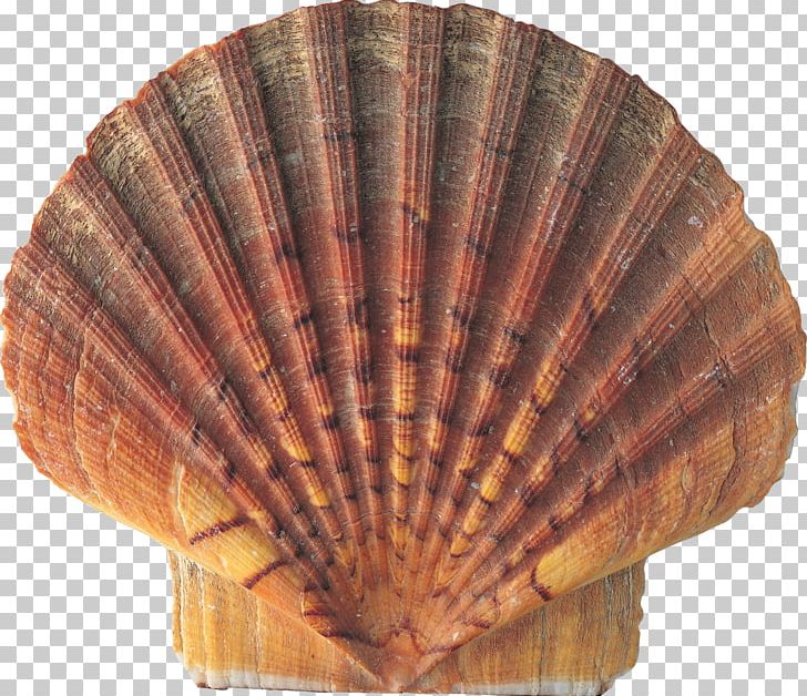Seashell Conch Nature PNG, Clipart, Animal Product, Animals, Clam, Clams Oysters Mussels And Scallops, Cockle Free PNG Download