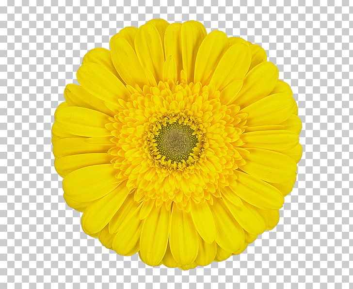 Yellow Transvaal Daisy Color Red White PNG, Clipart, Cerise, Chrysanthemum, Chrysanths, Color, Cream Free PNG Download