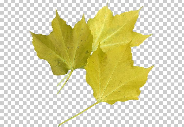 Maple Leaf Portable Network Graphics Plane Trees PNG, Clipart, Autumn Leaf Color, Color, Green Tree, Image File Formats, Leaf Free PNG Download