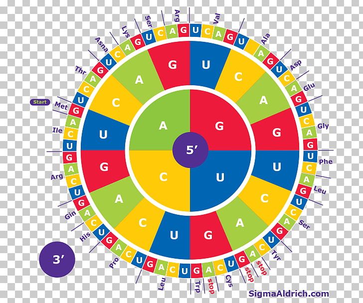 Amino Acid Codon Translation Genetic Code PNG, Clipart, Acid, Amine, Amino Acid, Area, Base Free PNG Download