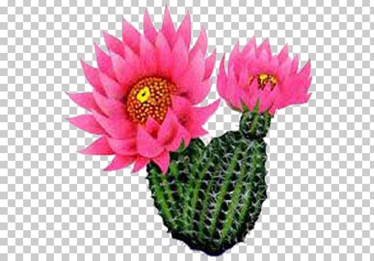 Cactus Flower Plants Prickly Pear PNG, Clipart, Apk, Blossom, Cactus, Cactus Flower, Caryophyllales Free PNG Download