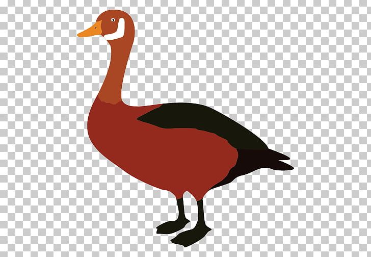 Duck Goose PNG, Clipart, Animal, Animals, Art, Beak, Bird Free PNG Download