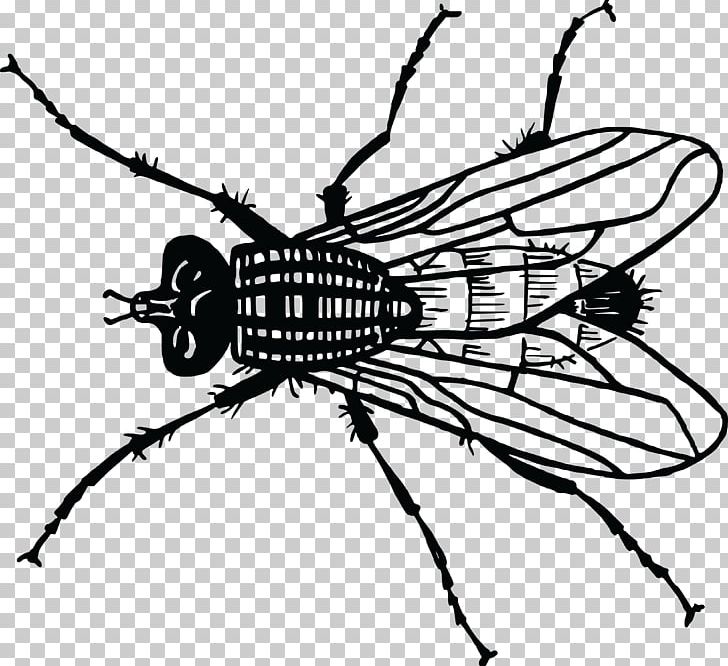 Insect Housefly Bee Drawing PNG, Clipart, Animal, Animals, Arthropod, Bee, Black And White Free PNG Download
