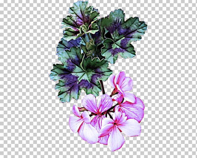 Flower Petal Plant Purple Violet PNG, Clipart, Cut Flowers, Flower, Geranium, Leaf, Petal Free PNG Download