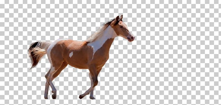 American Paint Horse Urdu Pony Dream PNG, Clipart, Animal Figure, Bridle, Colt, Desktop Wallpaper, Dream Free PNG Download