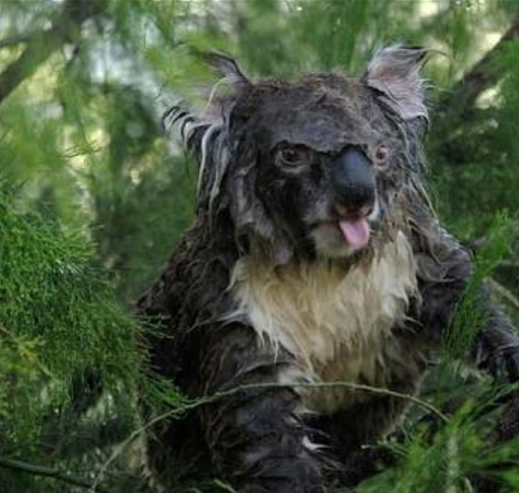 Baby Koalas Dog Cat Puppy PNG, Clipart, Animal, Animals, Baby Koalas, Cat, Cuteness Free PNG Download