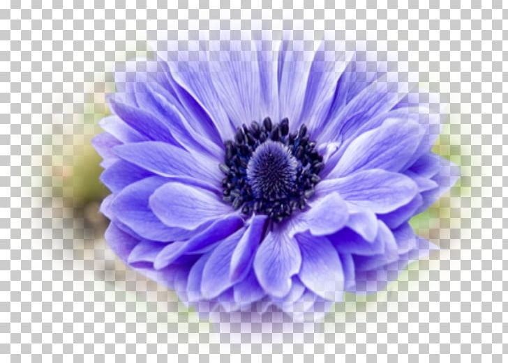 Blue Violet Transvaal Daisy Photography Blaue Aster PNG, Clipart, Anemone, Arcus Cloud, Aster, Blue, Chrysanthemum Free PNG Download