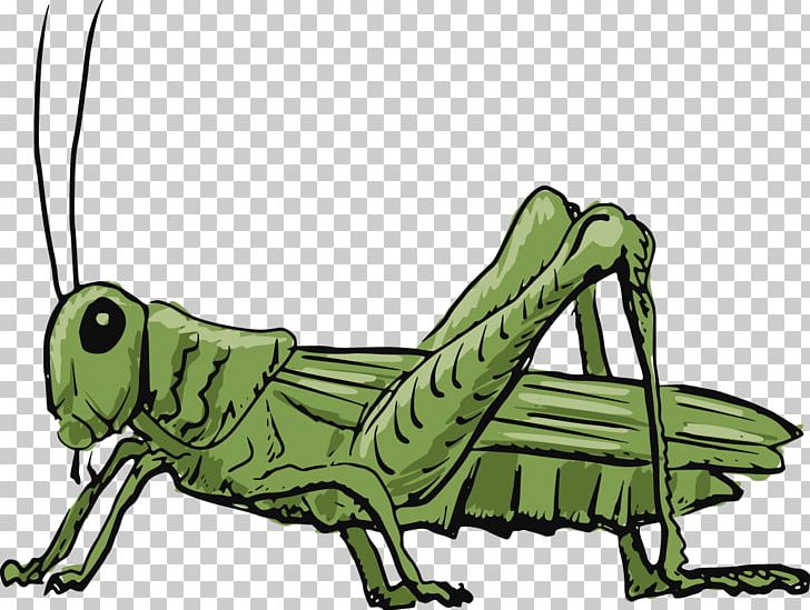 Grasshopper PNG, Clipart, Animal, Cartoon, Cricket, Cricket Background, Cricket Bat Free PNG Download