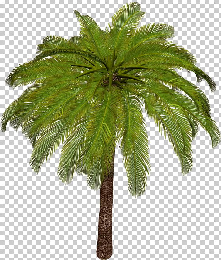 Arecaceae Asian Palmyra Palm Tree Leaf Plant Stem PNG, Clipart, Arecaceae, Arecales, Asian Palmyra Palm, Borassus, Borassus Flabellifer Free PNG Download
