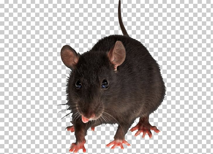 Brown Rat Mouse Black Rat Rodent Pest Control PNG, Clipart, Animal, Animals, Bed Bug, Black Rat, Catsagram Free PNG Download