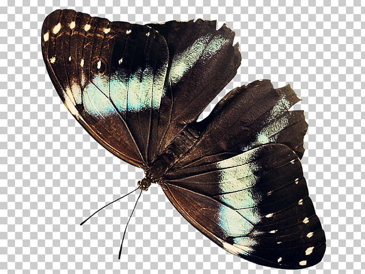 Butterfly Nymphalidae Insect PNG, Clipart, Animal, Animals, Arthropod, Beautiful, Brown Free PNG Download