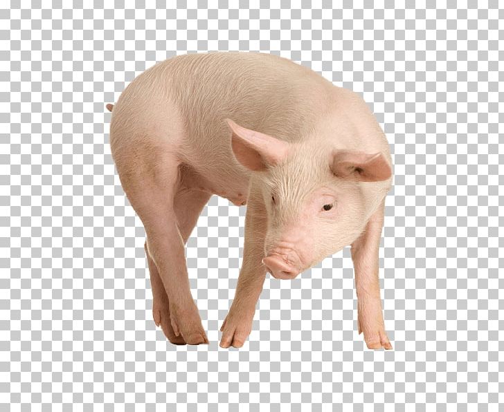 Domestic Pig PNG, Clipart, Animals, Catoftheday, Clip Art, Domestic Pig, Download Free PNG Download