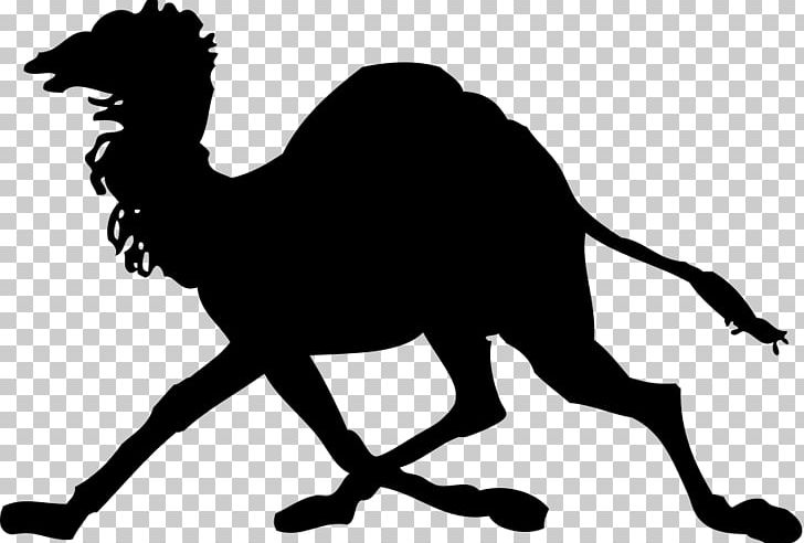 Dromedary Silhouette PNG, Clipart, Black And White, Camel, Camel Images, Camel Like Mammal, Download Free PNG Download