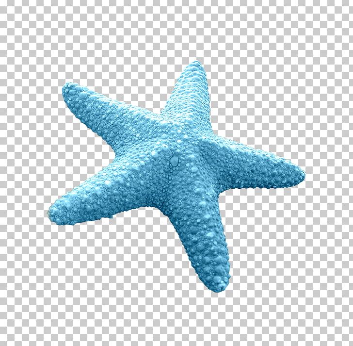 Starfish Euclidean Blue PNG, Clipart, Animals, Aqua, Beach, Beach Material, Blue Free PNG Download