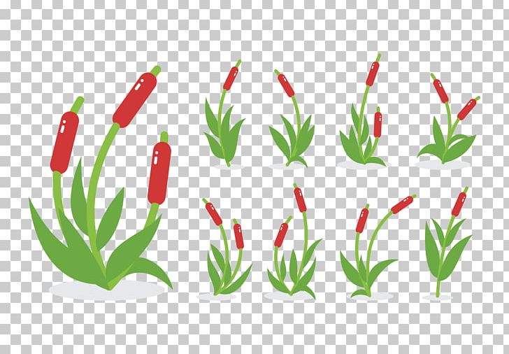 Cattail Graphics Swamp Wetland Aquatic Plants PNG, Clipart, Aquatic Plants, Birds Eye Chili, Cattail, Flower, Flowering Plant Free PNG Download