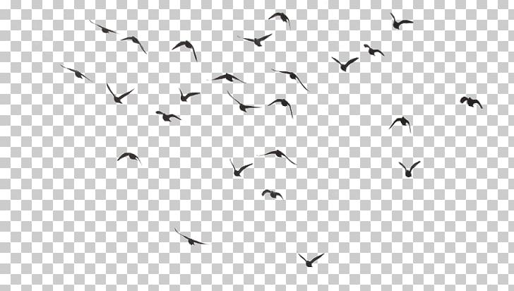 Bird PNG, Clipart, Animal Migration, Beak, Bird, Bird Flight, Bird Migration Free PNG Download