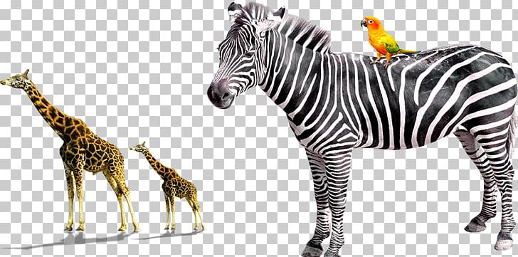 Giraffe Quagga Horses Zebra PNG, Clipart, Animal, Animals, Animation, Anime Character, Anime Eyes Free PNG Download